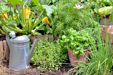 aromatic plant and basil in potted in a garden
