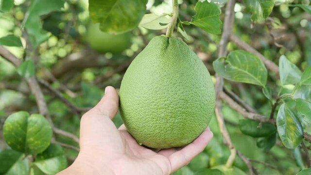  men hand touching holding organic fresh green Pomelo hanging on tree at the garden, Fresh juicy tropical fruit in Thailand