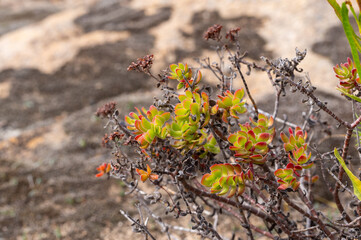 Crassula sp. near Van Rhynsdorp in the Western Cape of South Africa