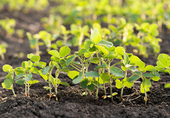 Open soybean field at sunset.