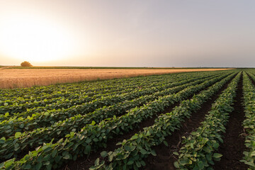 Fototapeta na wymiar Open soybean field at sunset.