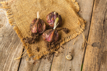 Three bubs Lilium regale. Flat lay