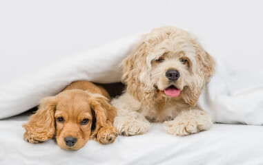 American Cocker spaniel puppy and English Cocker spaniel puppy heating under white warm blanket on a bed at home