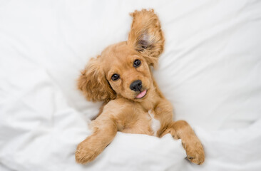 Funny English Cocker Spaniel puppy lying  on a bed at home before bedtime and showing tongue out....