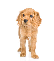 English cocker spaniel puppy stands in front view. isolated on white background