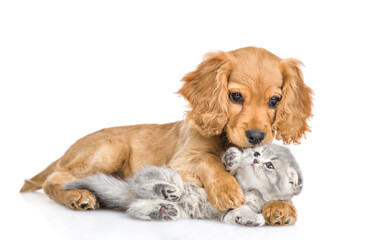 Playful English cocker spaniel puppy hugs and kisses  gray baby kitten. isolated on white background