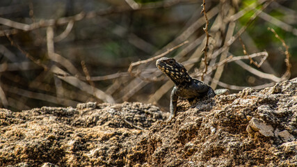 lizard sitting on a stone