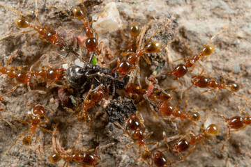 Macro Photo of Group of Pheidole Pallidula Ants Attack Prey