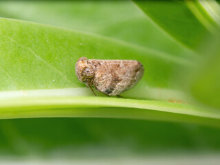 Macro Photo of Planthopper on Green Leaf