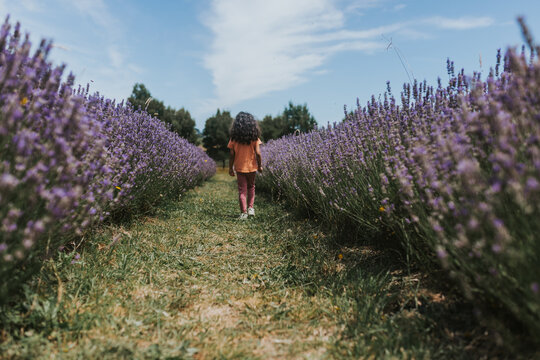 Little girl walking in lavender farm