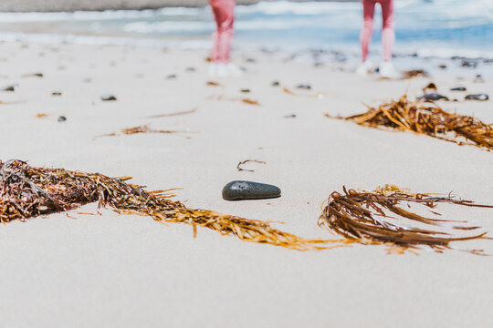 Seaweed and pebbles on beach