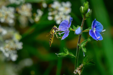 Macro 3 © M.Ulatowski