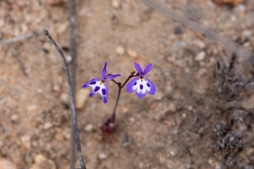 Blue and white flowered Wimmerella bidida seen in natural habitat near Van Rhynsdorp in the Western Cape of South Africa