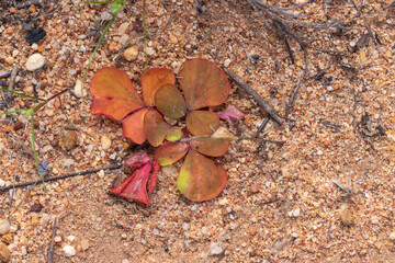 Leaves of a species of Oxalis seen close to VanRhynsdorp in the Western Cape of South Africa