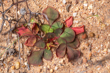 Close-up of a group of leaves from an Oxalis species seen in natural habitat close to VanRhynsdorp in the Western Cape of South Africa