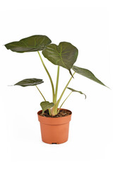 Potted tropical 'Alocasia Wentii' houseplant with dark green leaves isolated on white background