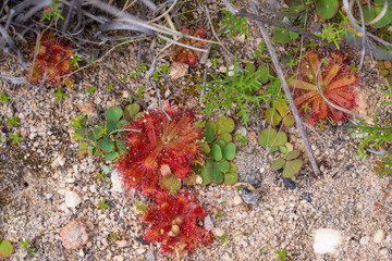 Drosera  trinervia in natural habitat close to VanRhynsdorp in the Western Cape of South Africa