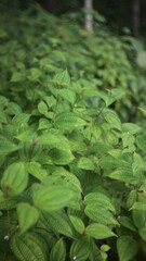 leaves in the forest