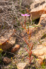 South African Wildflower: Portrait of the Sundew Drosera cistiflora in natural habitat near VanRhynsdorp in the Western Cape of South Africa