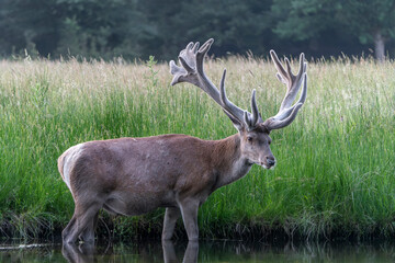 Naklejka na ściany i meble Red deer (Cervus elaphus) with antlers growing in velvet. Standing in a pool. National Park Hoge Veluwe in the Netherlands. 