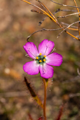 Close-up of a flower of Drosera cistiflora, a carnivorous plant from the Sundew Family, taken near VanRhynsdorp in the Western Cape of South Africa