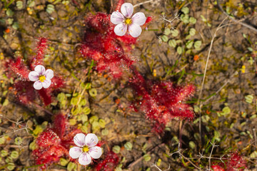 Group of white flowers of Drosera alba in natural habitat close to VanRhynsdorp in the Western Cape of South Africa