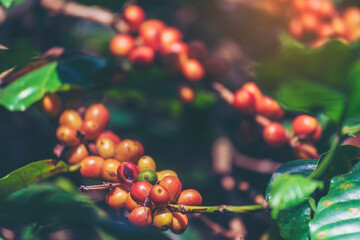 Obraz premium Ripe Red coffee bean berry plant fresh seed coffee tree growth in green eco organic farm. Close up red ripe seed robusta arabica berries harvest for coffee garden. Fresh coffee bean green leaf bush