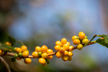 Yellow coffee bean berry plant fresh seed coffee tree growth in Yellow Bourbon eco organic farm. Close up yellow ripe seed berries harvest arabica coffee garden. Fresh coffee bean green leaf bush