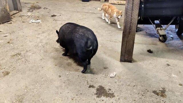 Happy black pig walking free inside barn and wagging with the tail - looking around for food on floor with orange and white cat passing in background