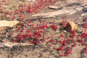 Group of Drosera alba on a rock outcrop close to VanRhynsdorp in the Western Cape of South Africa
