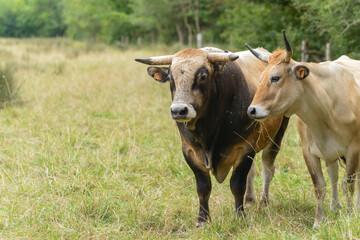 Bull and cow from French cattle breed La Maraichine grazing in wetland meadows in Marais Poitevin,...