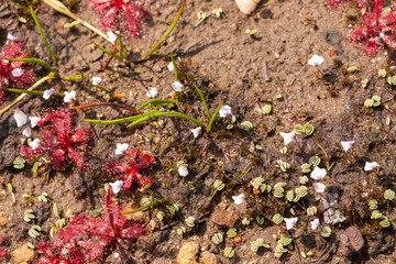 Utricularia brachyceras and Drosera alba in natural habitat close to VanRhynsdorp in the Western Cape of South Africa