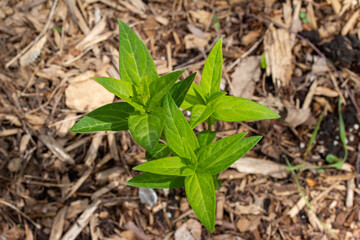 Macro top view of emerging stems on a swamp milkweed (asclepias incarnata) plant with cedar bark mulch