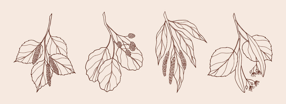 Set of hand drawn birch, alder, willow, linden