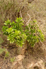 Crassula sp. seen on the Gifberg Pass near Van Rhynsdorp in the Western Cape of South Africa