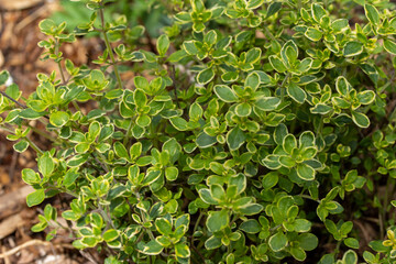Close-up view of a variegated lemon thyme (thymus citriodorus) herb plant in a sunny herb garden...