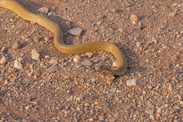 Cape Cobra (Naja nivea) resting on a road close to VanRhynsdorp in the Western Cape of South Africa
