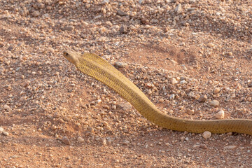 Close up of the head of the poisonous Cape Cobra in natural habitat close to VanRhynsdorp in the Western Cape of South Africa