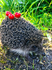 hedgehog in the grass