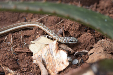 Kruger National Park: Psammophis subtaeniatus. Striped-bellied sand snake