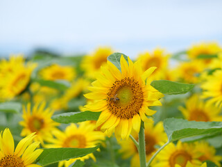 ヒマワリとミツバチ