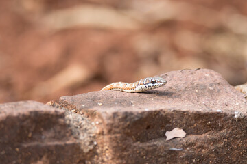 Kruger National Park: Psammophis subtaeniatus.Striped-bellied sand snake