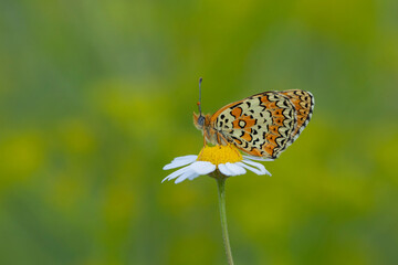 red butterfly in purple flowers (Melitaea arduinna)
