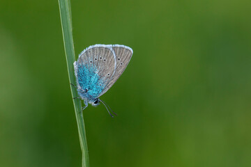 Early morning Common Blue butterfly, Polyommatus icarus, pollinating on a flower in a meadow under bright sunlight.