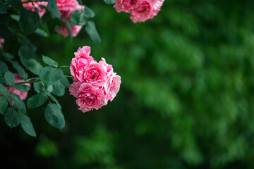 beautiful pink flowers in spring