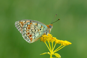 Fresh Argynnis niobe (Niobe Fritillary) Butterfly on a beautiful flower