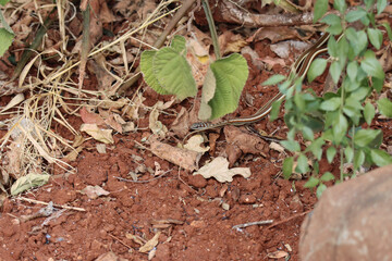 Kruger National Park: Psammophis subtaeniatus.Striped-bellied sand snake