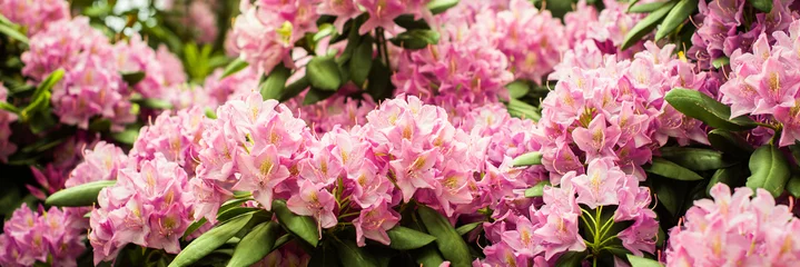 Keuken spatwand met foto spandoek. Mooie bloeiende roze Azalea - bloeiende struiken in het geslacht Rhododendron. Roze, zomerbloem achtergrond © Svetlana