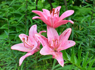 Pink lily flowers in the garden.