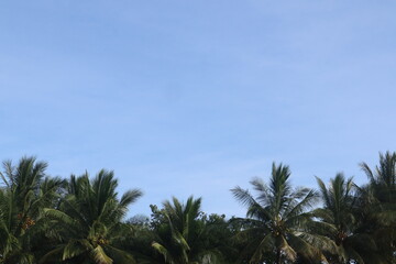 coconut leaf background and blue sky, perfect photo for summer and vacation